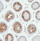 Anti-CDK1 Antibody Picoband™ (monoclonal, 2G11)